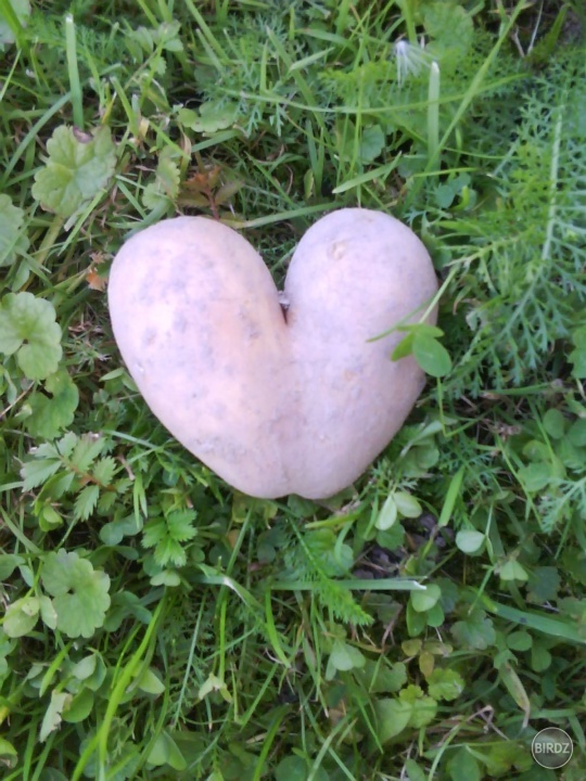 :) v záhrade som našla takýto zemiak :D