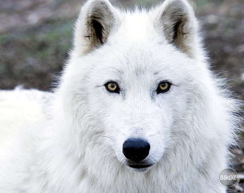 White Arctic Wolf 2