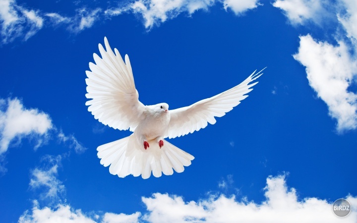 Holubica - symbol mieru a pokoja...