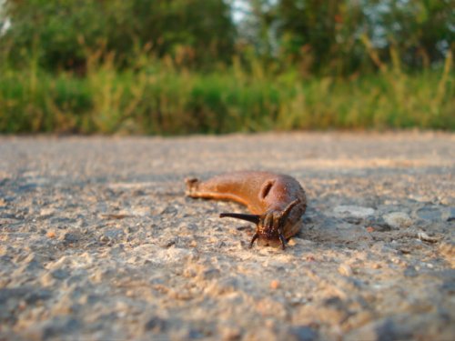 na potulkkách som naďabila na slimáka-bezdomovca, chudáčik :( ale fotogenický je teda