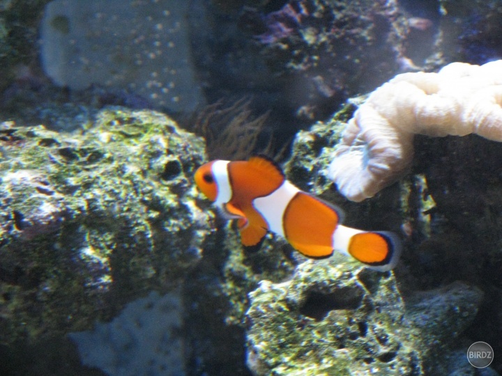 Nemo :)