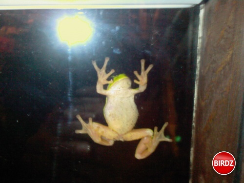 žabka čo sme mali na okne a potom aj chvilu v akvarku s Kukinou
