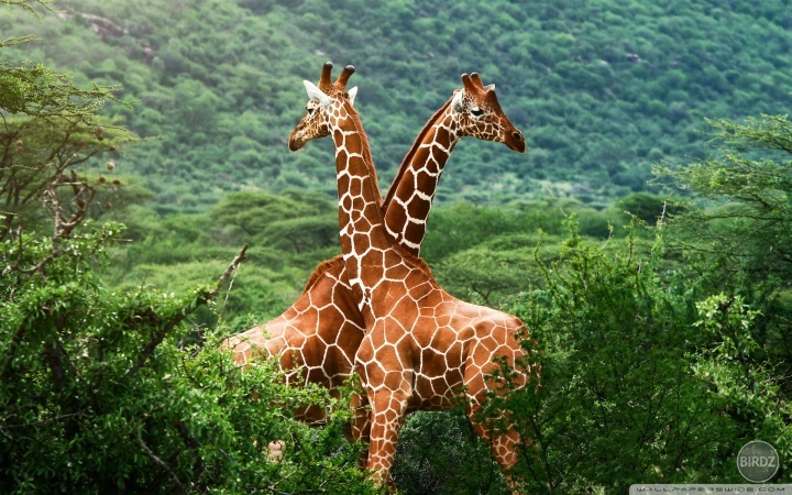 jooj moje sexi sexi žiraffičiskáá :):) ja mám tak strašne rda žirafky .. ony sú proste rozkošné :) achh :)) najkrajšiie :) kráásne súú :) ja  z nich nemôžem :)