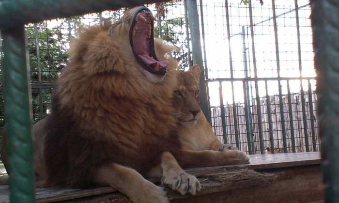 tak toto bol KRÁĽ zvierat.. toľko levov a tigrov pokope.. fu.. nebolo mi všetko jedno :D