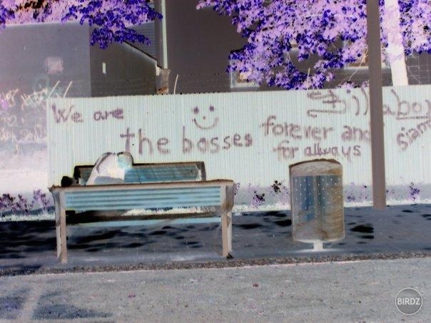 WE ARE THE BOSSES FOREVER AND FOR ALWAYS