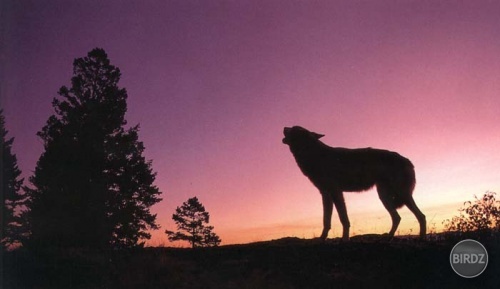 Vlk pri západe slnka