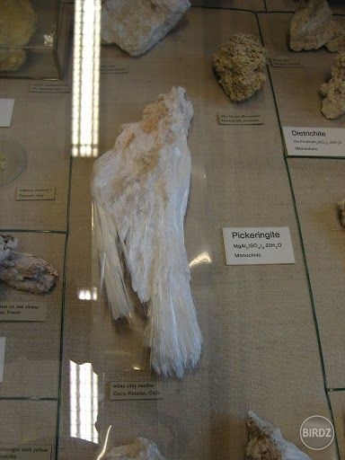 Jeden šuter v mineralogickej expozícii vyzerá presne ako skapatý holub...