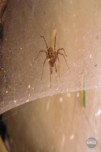 takého pavúka som našla na dvore, no fúj!...
_(neznášam pavúky!)_