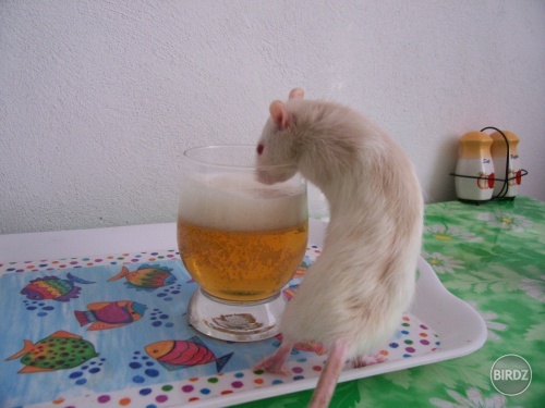 miško ty alkoholik!