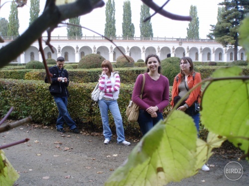 foto z kríka