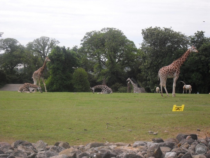 krásne žirafy :)