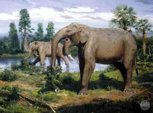 Deinotherium - vznikol pred 40 milionmi rokov. V kohutiku bol 4m vysoky, teda vyssi nez dnesne slony.