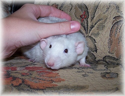 Alfík