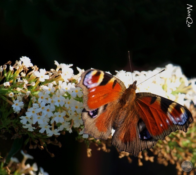 Motýľ, babočka pávooká fotená u nás na záhrade