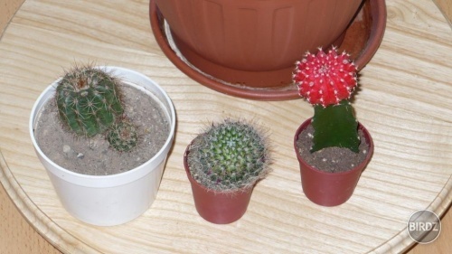 Moje kaktusy