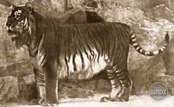Kaspický (perzský) Tiger (1970)
Bol to 3.najväčší druh tigra aký kedy na zemi žil.V roku 1938 bol založený národný park  na záchranu tohto tigra ale nepomohlo to. V ostatných krajinách bol masovo zabíjaný kvôli kožušine.