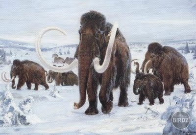 Mamut- mamuty mali 
