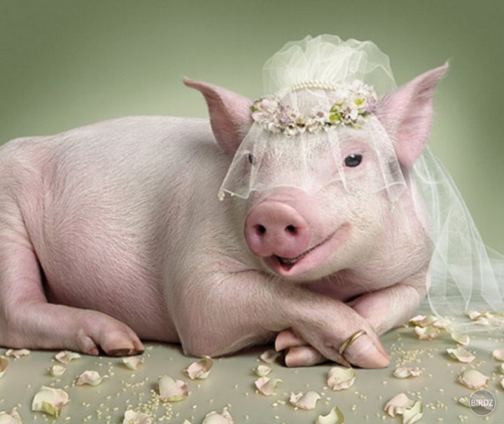 pig bride
