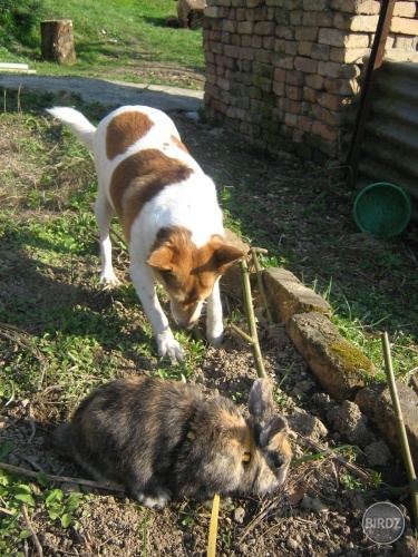 Moji dvaja malý záhradkári ušiak Ďurko a Trixi