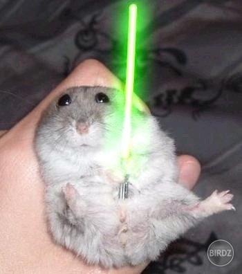 Hamster wars