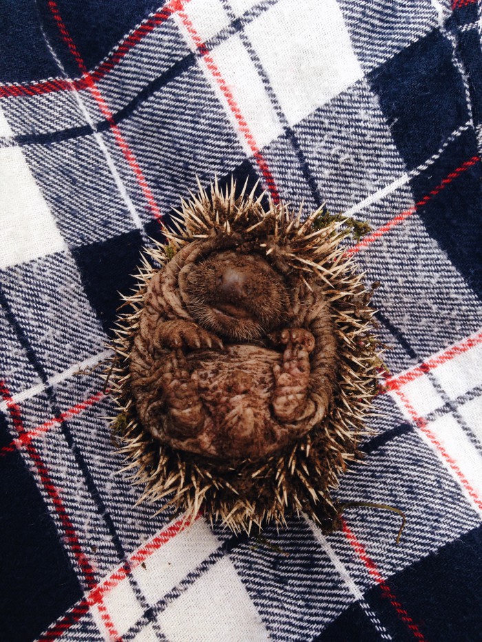 náš pes objavil v malinách ježkov, najkrajšie malé klbôčka <3