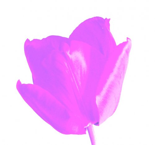 tulip a.k.a. co robim vo volnom case ked sa nudim a hladam dovod preco sa neucit:)