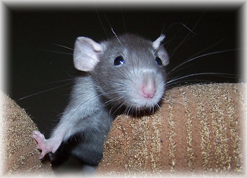 Darwin