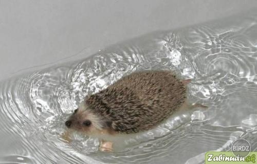 nevedela som že ježko vie plávať :)