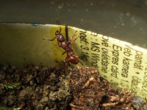 Mravec druhu Gnamptogenys biroi alebo binghamii, neviem to presne určiť...  Sú to proste pekné, 8mm mravce a čo viac, pochádzajú z pralesov Queenslandu v Austrálií