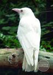 Corvus Corone - albin 