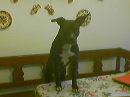 Moj psik