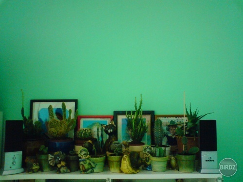 toto je moja zbierka kaktusov :D:D