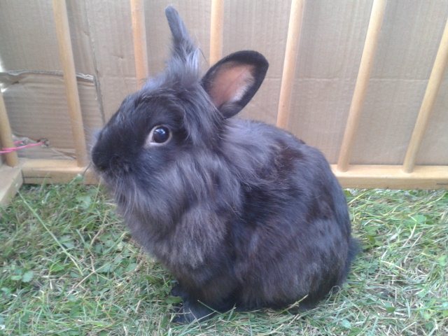 keďže @luxie povedala, že je dnes deň zajacov, tak sem musím dať aspoň jednu fotku Maxa :D