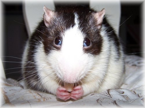 Vinýsek