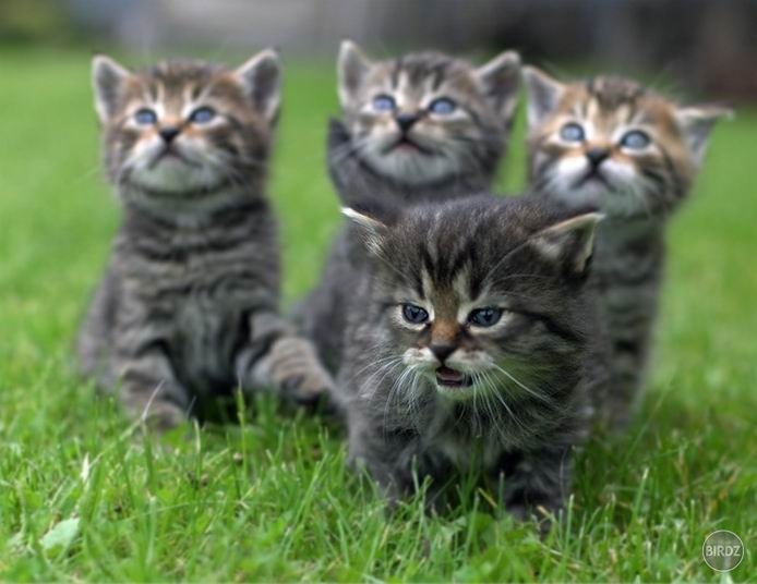 Traja mačkatieri - Dartamňau tasí zúbky jeden za všetkých, zvyšná trojka ohromená výškou nepriateľa