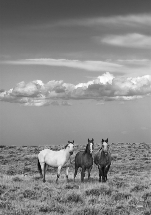 Three Amigos :)