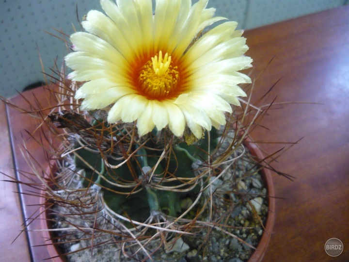 A kaktus s veľkými kvetmi a pichliačami 