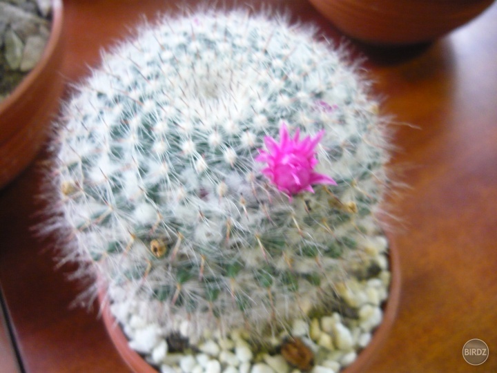 Keď kvitne kvietok na kaktuse malinký