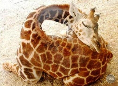 Spiaca žirafa.