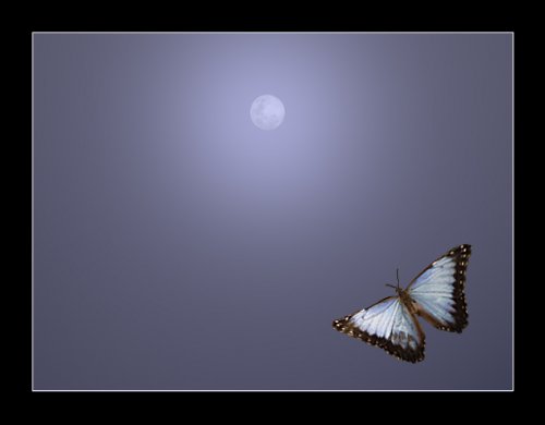 Butterfly and Moon. Taký únik z reality.