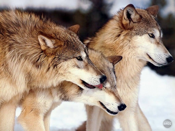 wolf trio