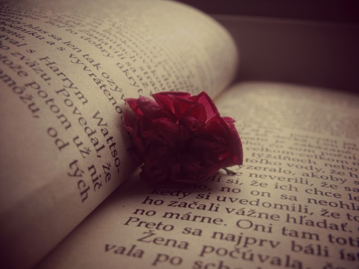 rose and book by Teri Lastovicka