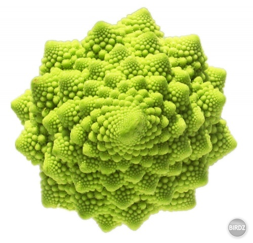 toto je niečo ako brokolica. ale je to krásne a aj chutné musím povedať ;)
inak je to fraktálová zelenina
