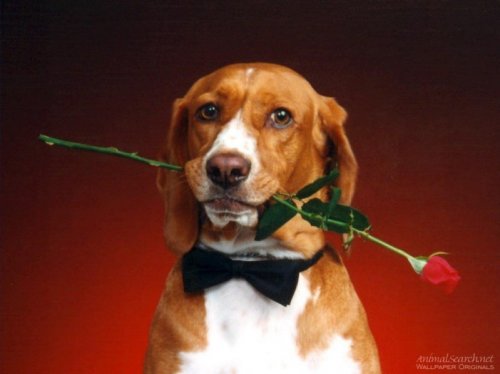 prinesie ti ružu na Valentína ♥♥♥