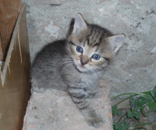 Moja cica :)