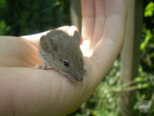 Malá myšinka čo nám behala po záhrade:)