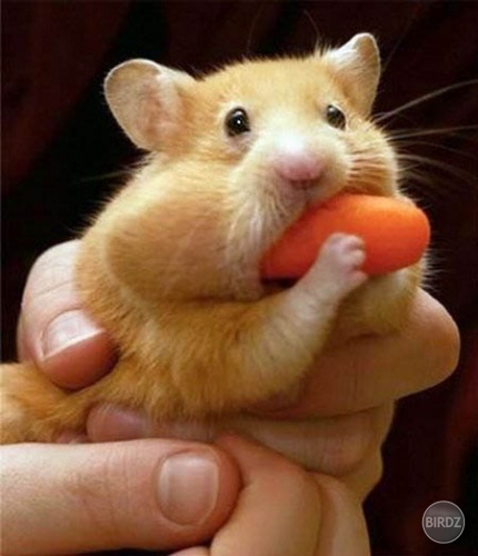 Ham Ham
