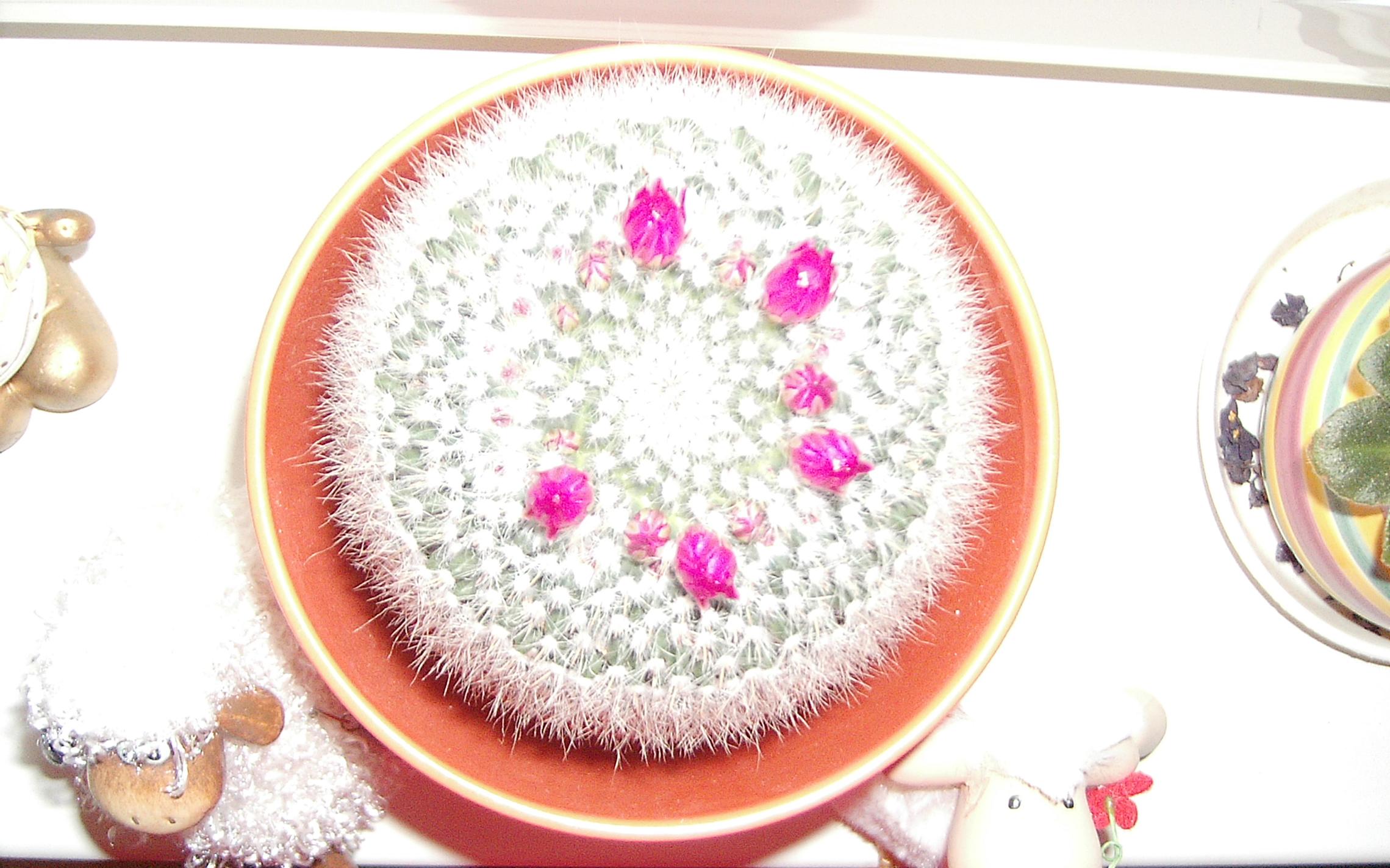 Takto nadherne mi kvitne kaktus :-)