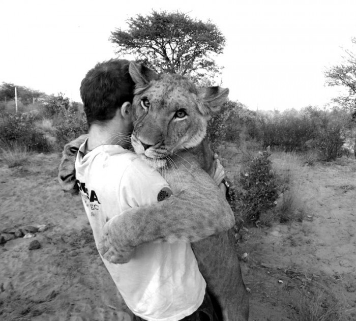 No čo mám slabosť pre chlapov s levmi :D http://refresher.sk/12673-Blizke-stretnutie-cloveka-s-levmi-v-africkej-Botswane