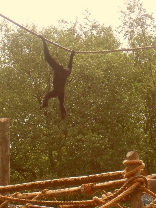 monkey v zoo - Cork
